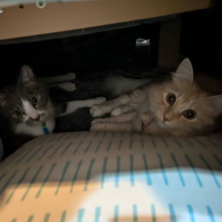 C6008fea c70e 4d64 ba31 c03f8e18dd47 1730896090906