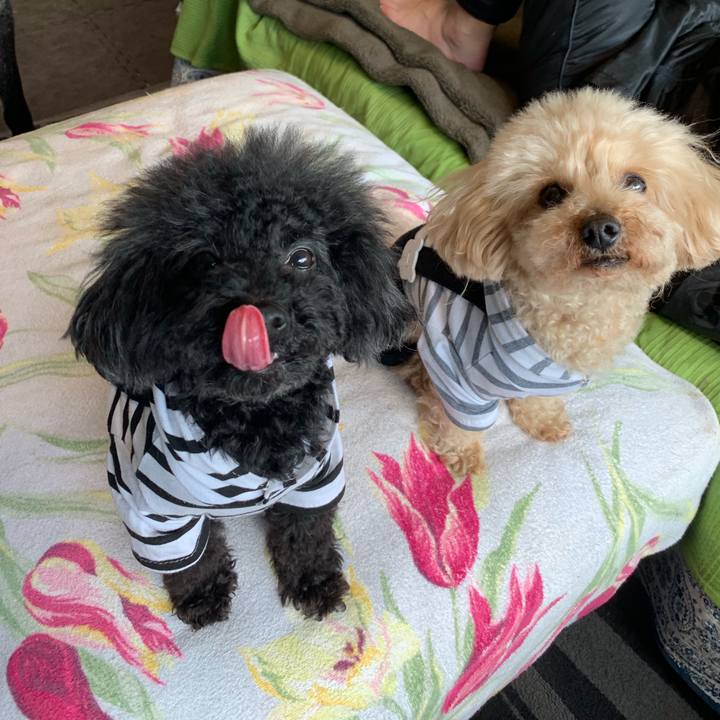 C600be0d 24d0 4115 9294 fca8cf1dff69 1550887849595