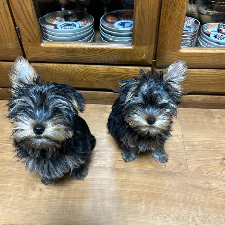 C604dc99 78b4 4ed1 a92f 45fac20ce104 1712573953688