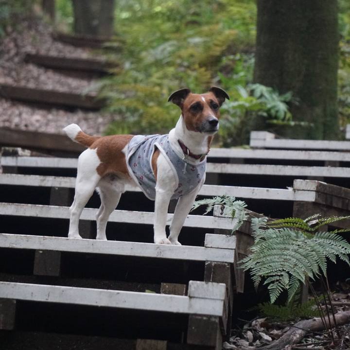 C608084c b91a 4e29 9c8e 03dc1ee7e201 1526511424627