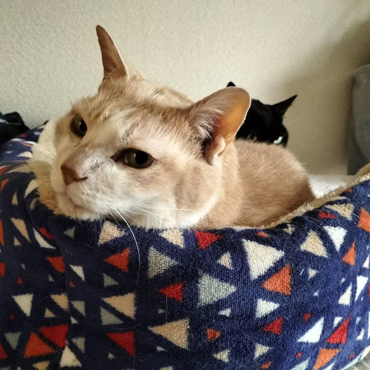 C6088262 1150 4254 b946 fb4711987ac8 1648506745315