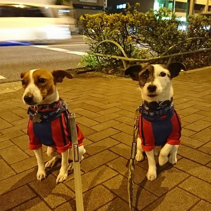 C6093f50 1de0 4a89 8f8f 71dd77267066 1543237159502