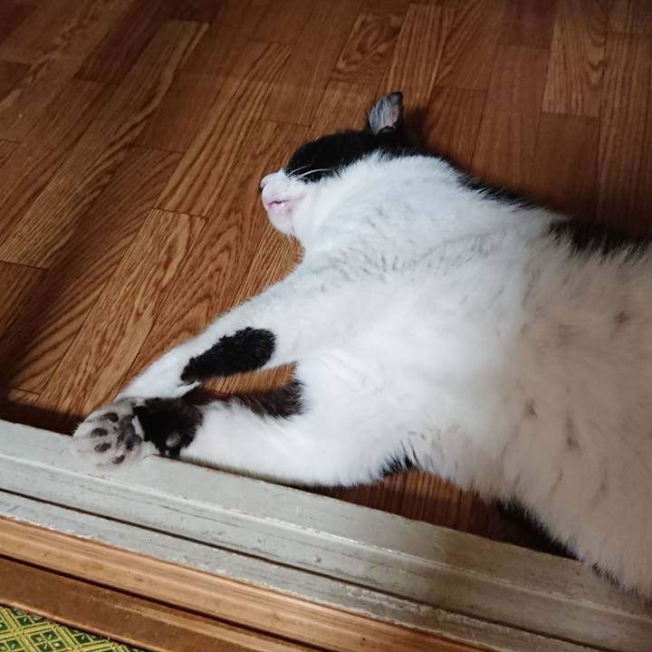 C60ba2f1 2bf0 4c21 bf32 2c0c643ae64f 1532863475920