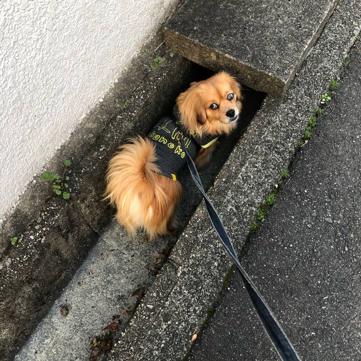 C60d9ee7 f738 418f 9550 957b2e7619e1 1552084136556