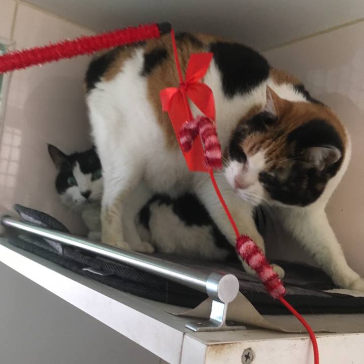 C60fe206 44ac 4e2a 956e 63751fc3f5ca 1513919832290