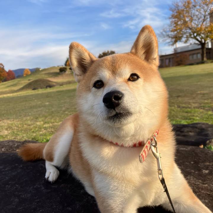 C61305d3 6704 4bc1 8168 34d765834022 1762860200254