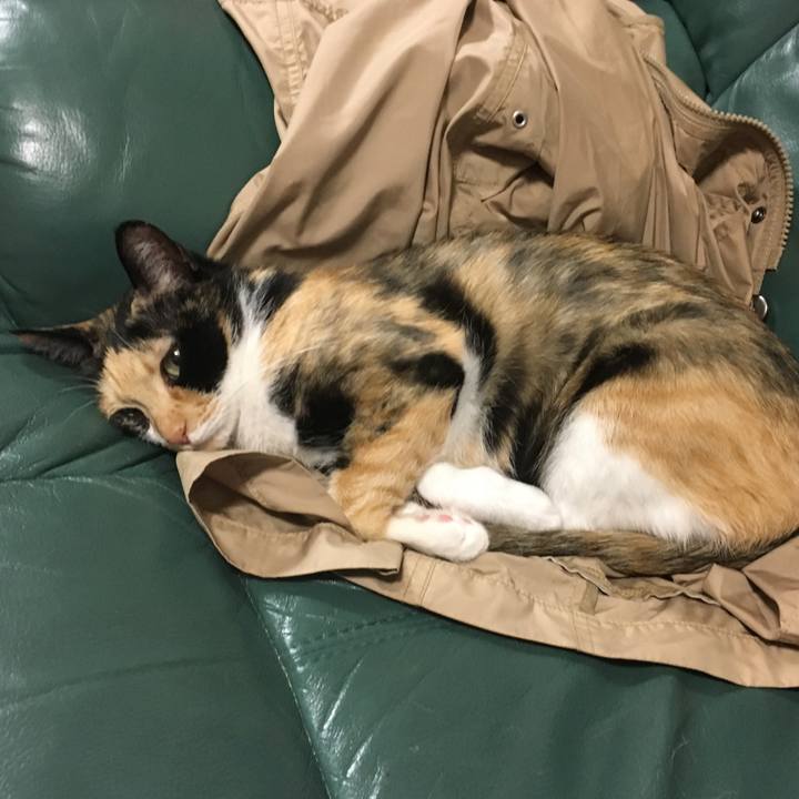 C6132f9e 7c6f 4d63 903d 33f996a638de 1507901996699