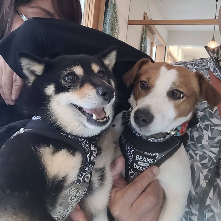 C6140f43 99f4 493a a4de f6325b6d17ac 1713426174781