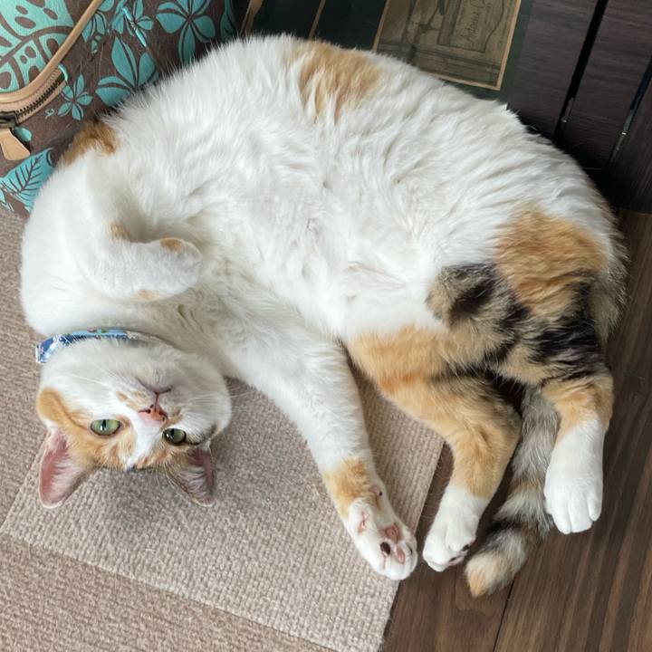 C614db04 93e6 4c08 ab60 3f3e07cba8a2 1688614416790