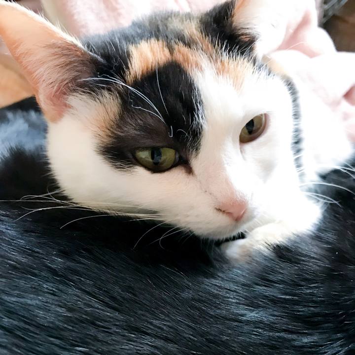 C61c2403 3c8e 409f b0ec 343c84aed5d6 1520517580849