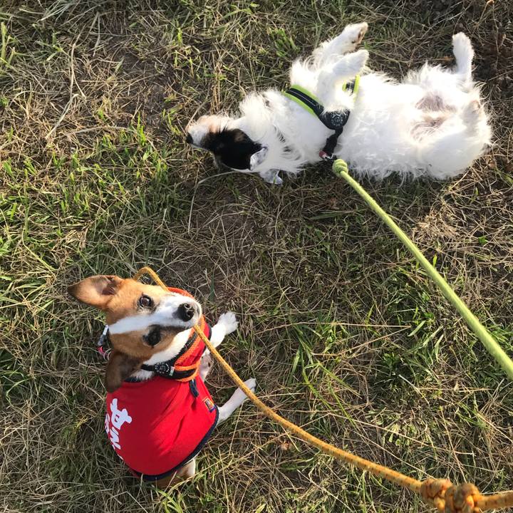 C61f1751 1568 49ad 83bc 8c044c348a88 1530609450136