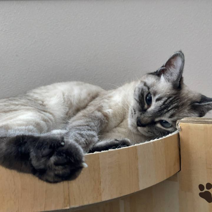 C62152c1 5055 4766 8d38 2ac857ad4682 1720049537360