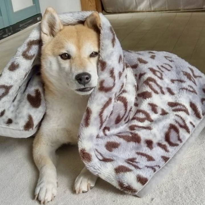 C621ab07 4ae9 4954 931c d3c84474a6f8 1769126403113