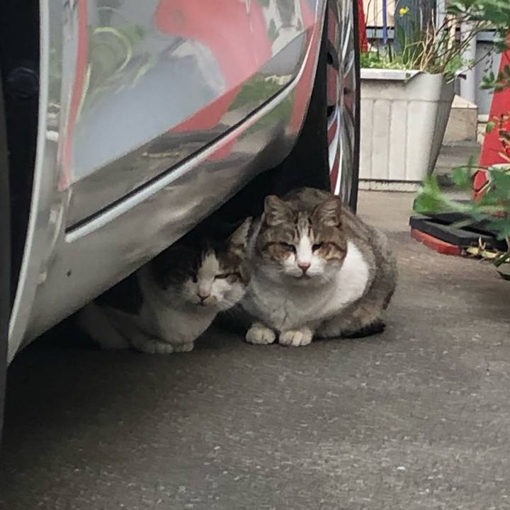 C623772d 1c08 4477 bad4 e412a7556499 1552589846625