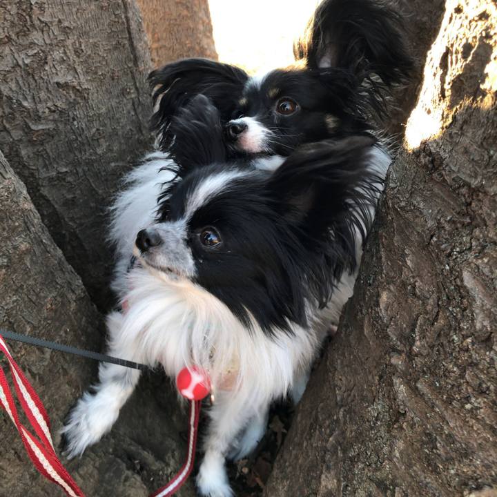 C623f9b6 faf6 4568 bf52 740d98697947 1513221016987