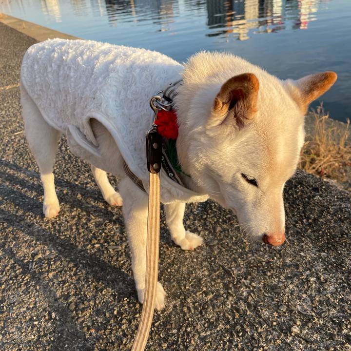 C6263f20 6b68 4ca0 9b88 b722df823fcc 1639567136293