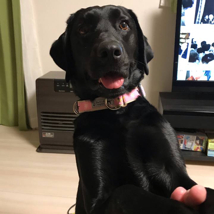 C626cdd9 9c17 4255 923e 0269a37569c5 1552295878733