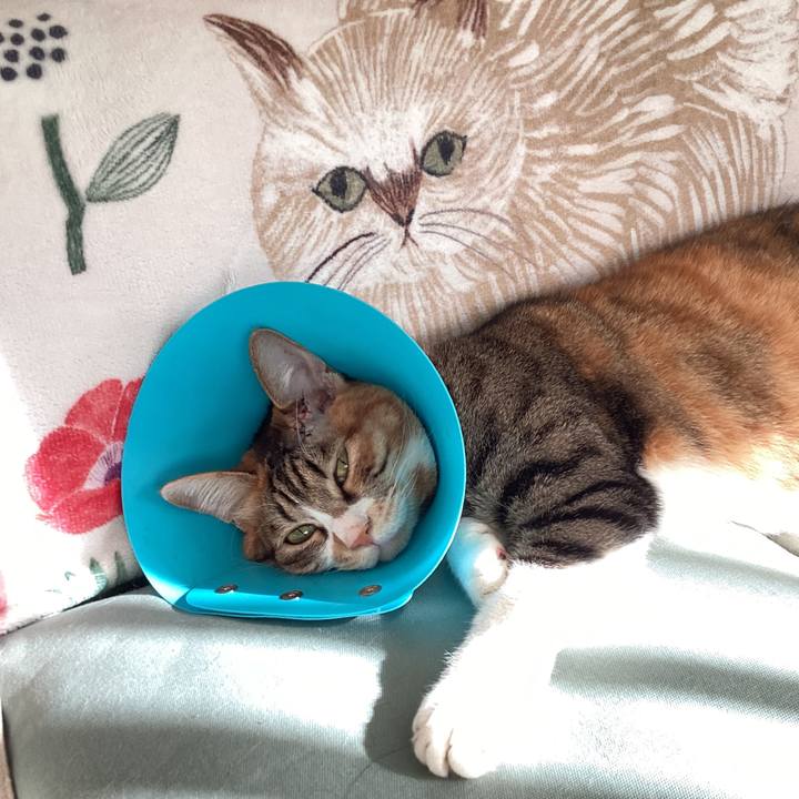 C62895d8 3cfe 4b48 8c79 d1007fc6653a 1732251534437