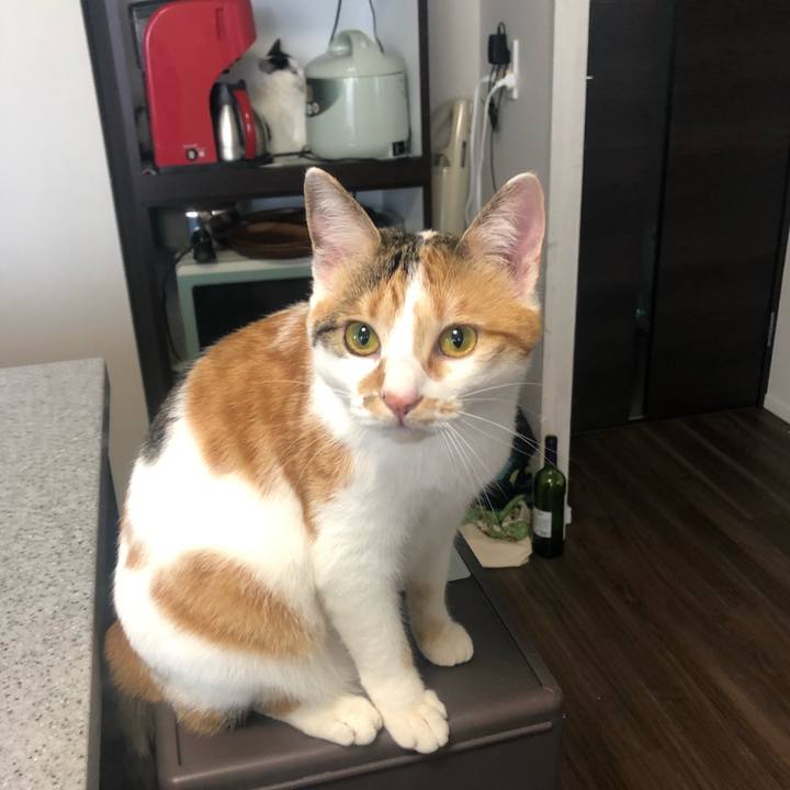 C62a82f6 5927 4486 91d8 86b29107341b 1588030382215