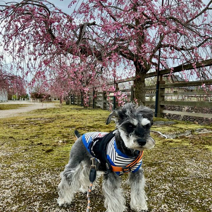 C62edc08 ece9 4e73 9952 ef7cdab1629a 1744122393883