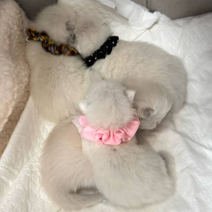 C6320d4e 6c56 4e7f 81c3 3bd5a12fa8ef 1764900016419