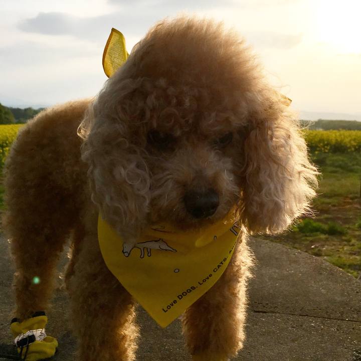 C6323825 1733 4f2d b157 d877b7ee8c61 1527772980785