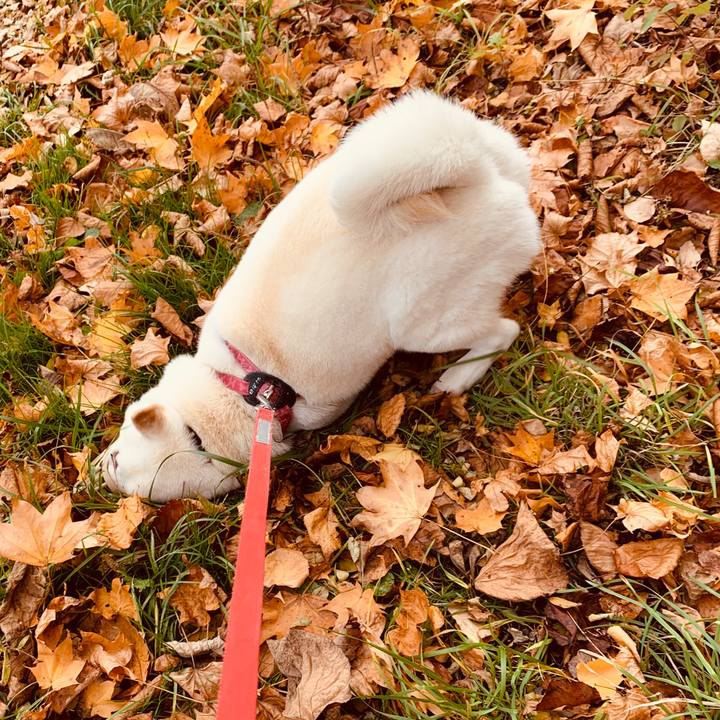 C6376e48 d8e8 4b38 a7b7 95fedb417094 1572987870019