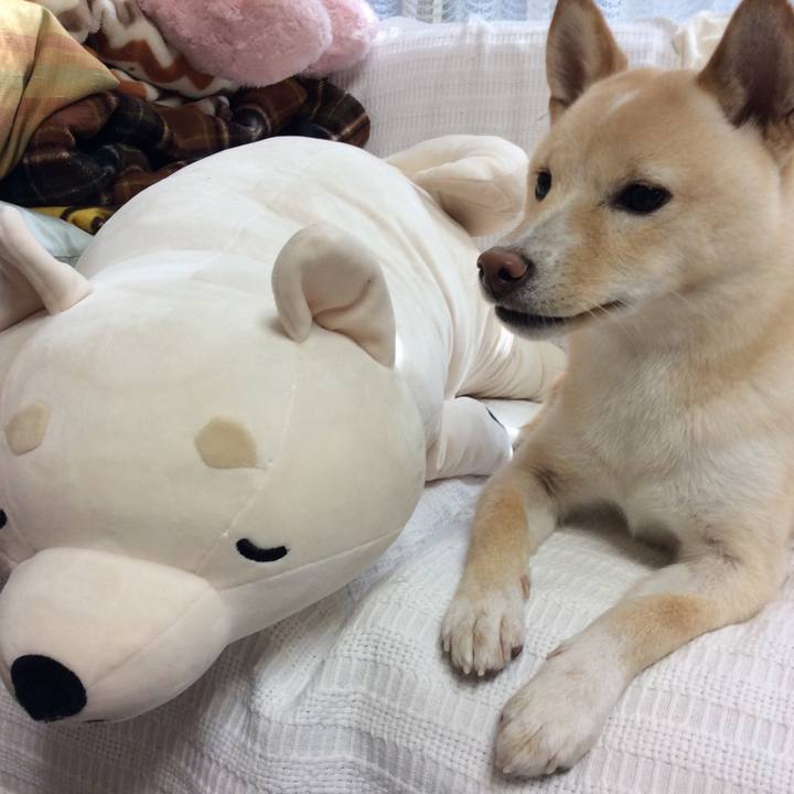 C638cfec b0cf 4626 9c12 c197a5e1ccf0 1508293619572