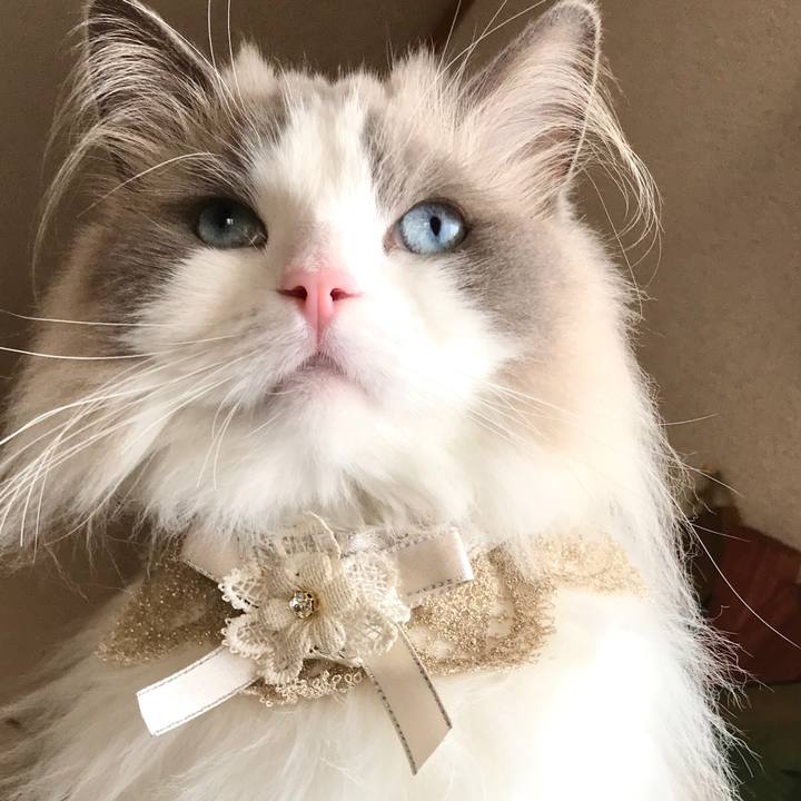 C6395bb5 90d7 41c3 bb9b 7268608e9153 1597130164488