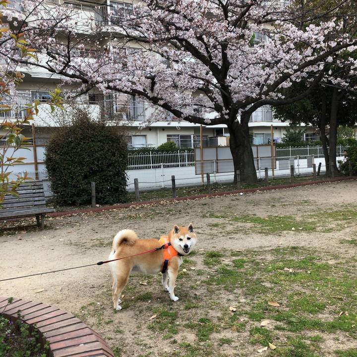 C63a29fa 7a0a 4067 9aba b59e4b8d94d8 1555026208694