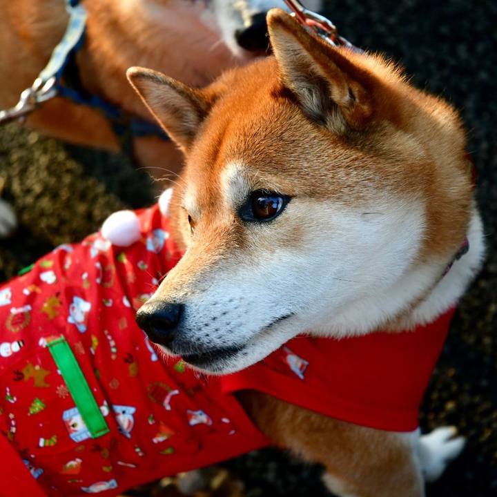 C63bc1a9 fd3c 4383 a7e1 4699c6e591ce 1640526757237