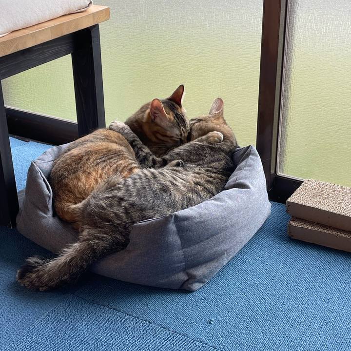 C63bc470 caa1 4944 8d86 20c0490236cb 1755573814308