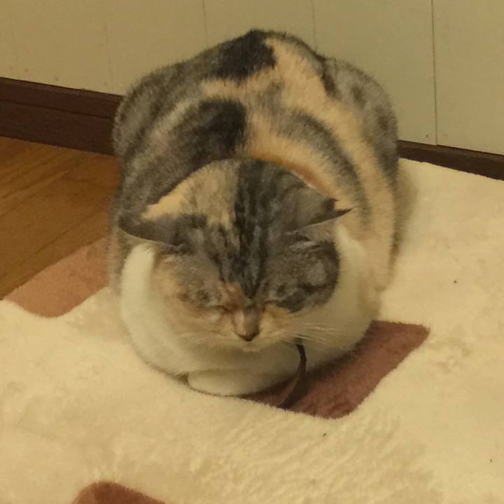 C63e4bd6 b3d6 4588 aeee f3a864ba89a4 1555494295706