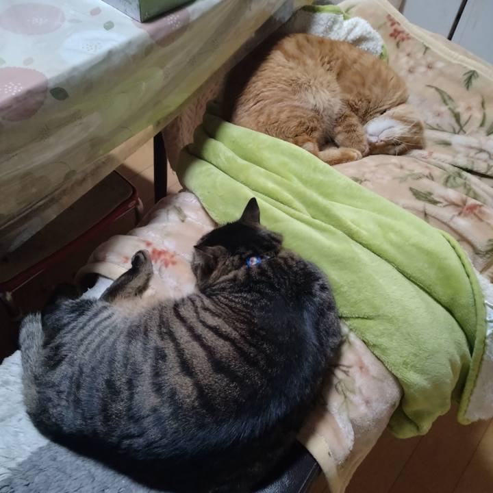 C63ee3dc 64da 4be7 9abe d89bec51efc3 1674987174301