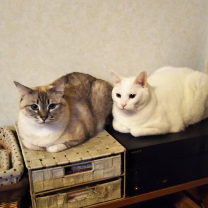 C640b025 1183 4caa 8e6b 3dc3a547f2db 1575369555504