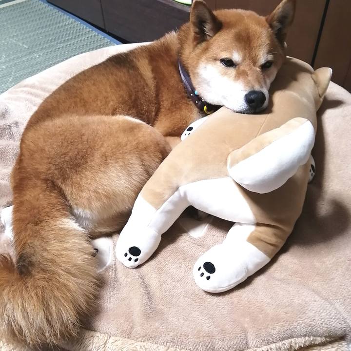 C6415f60 4153 4516 a34e f91e6364bc50 1585815246550