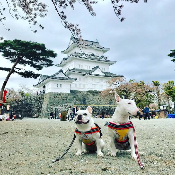 C64d3d8c a287 4486 a5c3 61505540735b 1523179110892