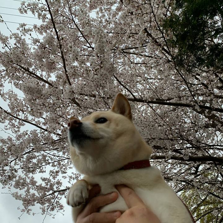 C65224b0 4556 42cb 9f5c 56377a02e8a6 1616885657963