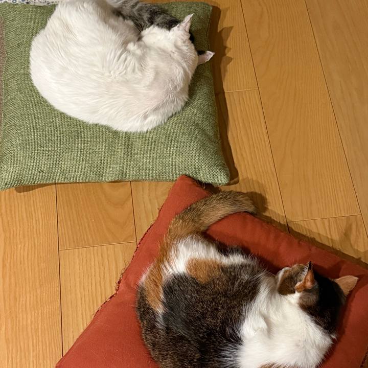 C65821de 677c 48c5 9ca9 6c16c7f0745d 1766323779347