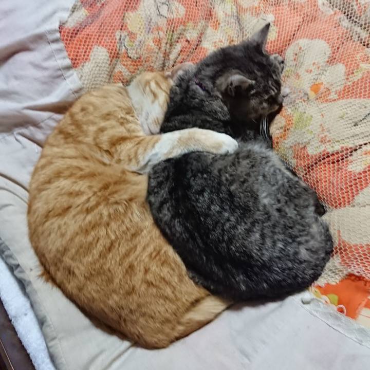 C65de343 cd39 4d07 a2ca b8ecb6a81ebb 1585397369079