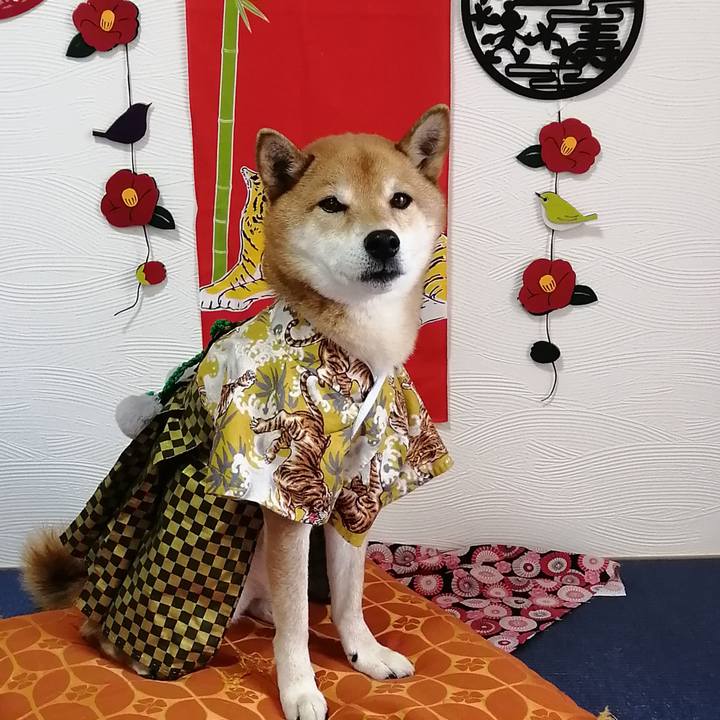 C65ed600 5114 4fe2 b10f fa9761661fc4 1641016231755