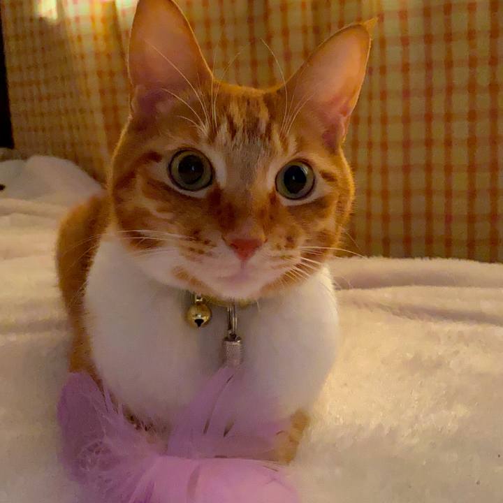 C6679825 41fd 4930 a537 022c5b7e9d1c 1590399132876