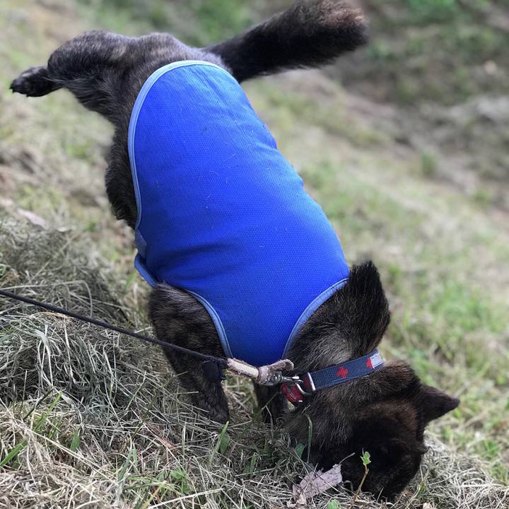 C66af42f 4735 4b82 8694 820ad21a9b62 1531750780313