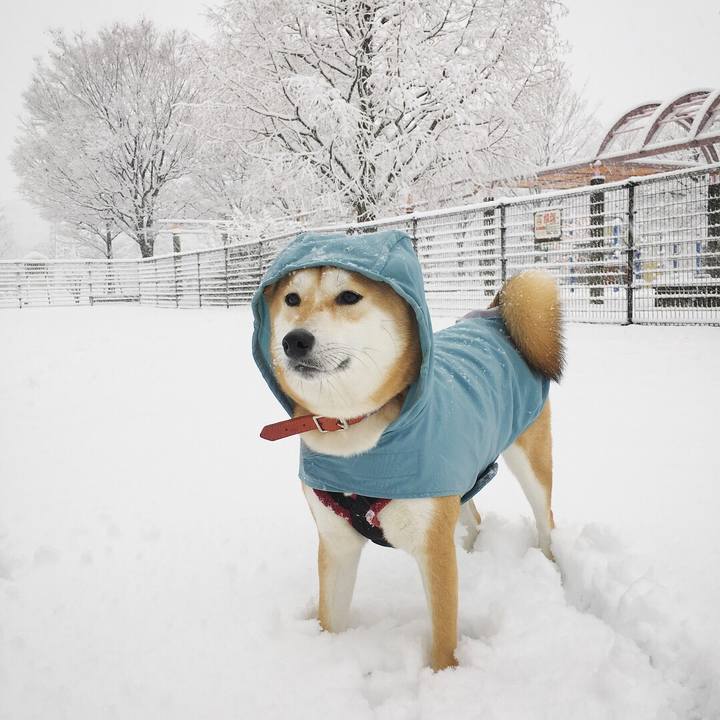 C66c2598 d629 4220 984d 0f5d59b3f6da 1516609551368