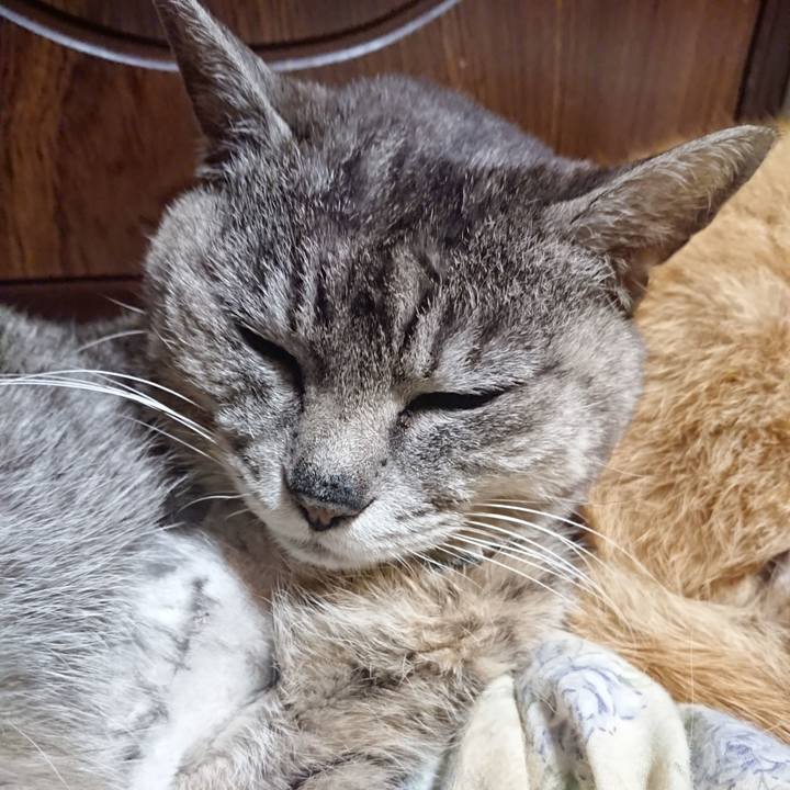 C66ca760 1ee5 40ec bc13 1b024dada3ae 1589890200907