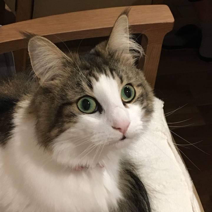 C677b84c ce22 41bb 8018 39b4286bbeea 1514247006101