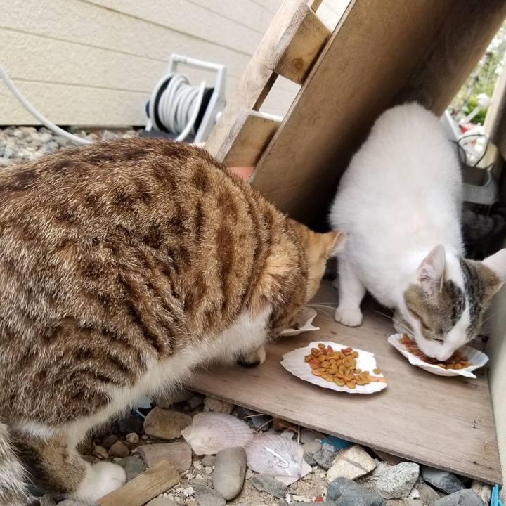 C6782e79 c20c 4c6f a463 e54217d9c689 1620482496849