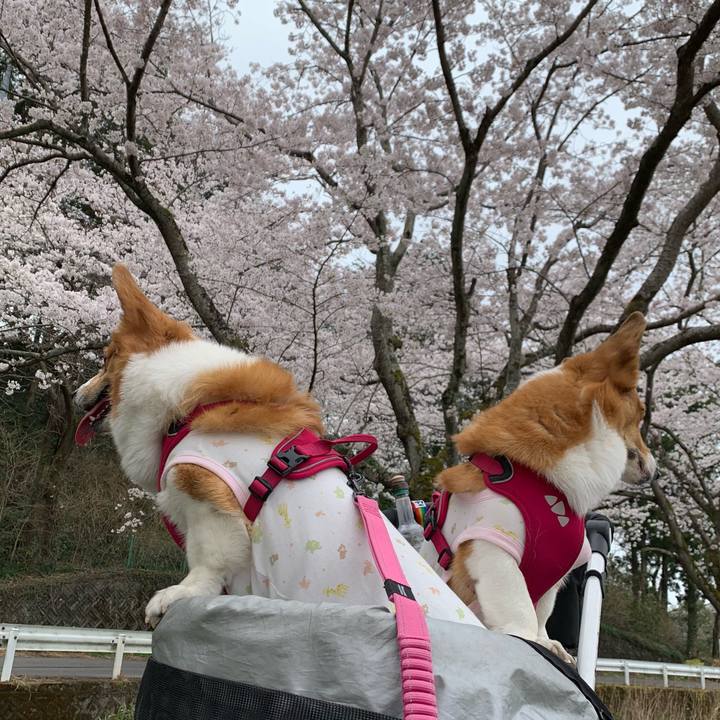 C67b6bb0 c81c 4106 a625 262da0538375 1616643969287