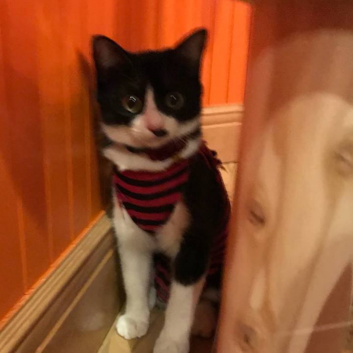 C67fe035 1587 43df a888 537a4e8e7f48 1507814642006