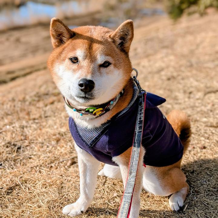 C68159c6 7e93 4223 930d cee927581f1a 1770903304067